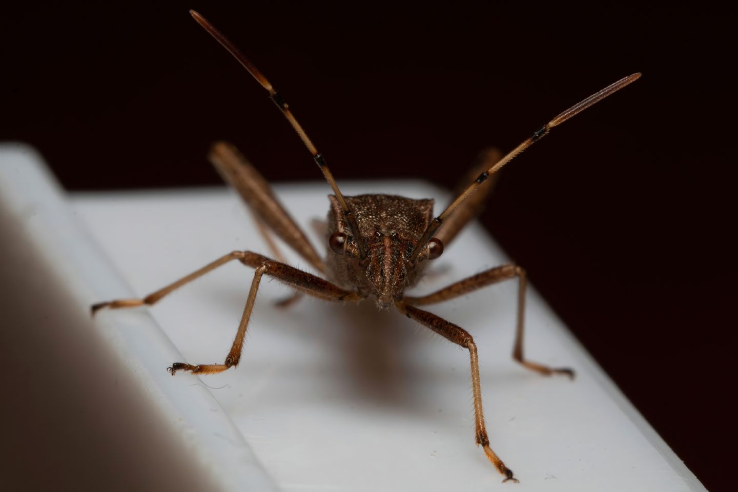 Alydidae - Camptopus lateralis
